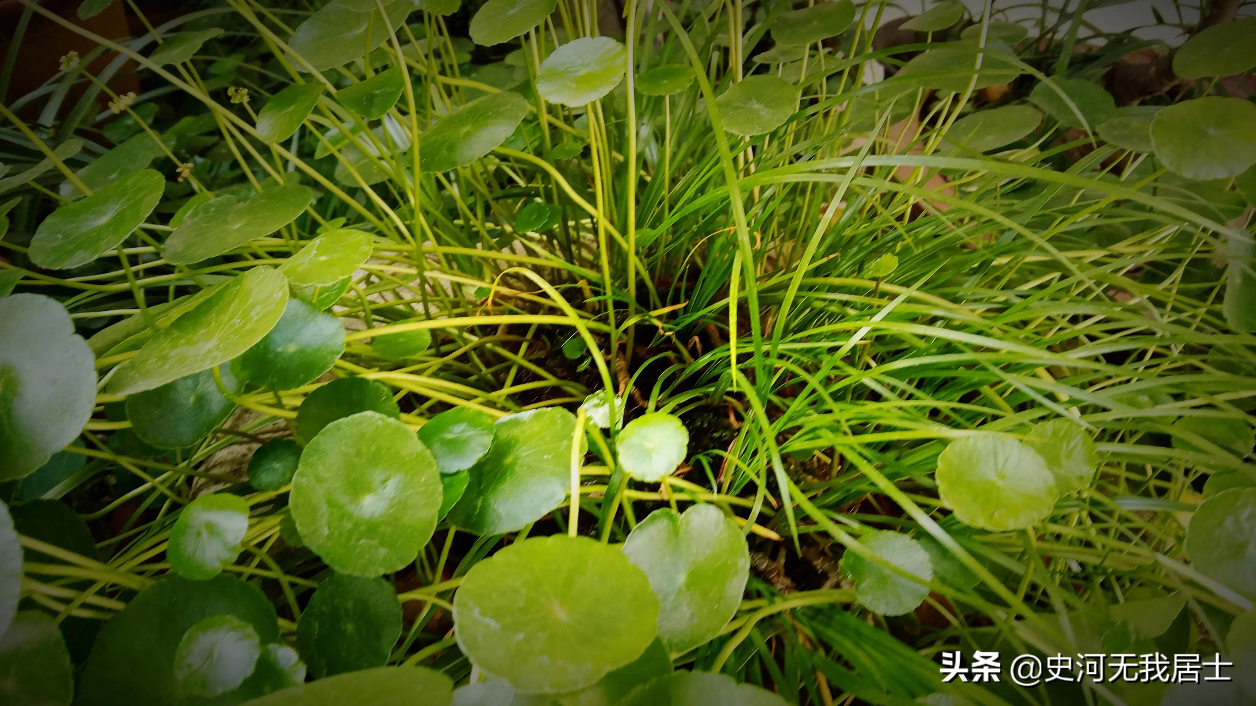 石菖蒲养护方法,石菖蒲的养护方法和用量