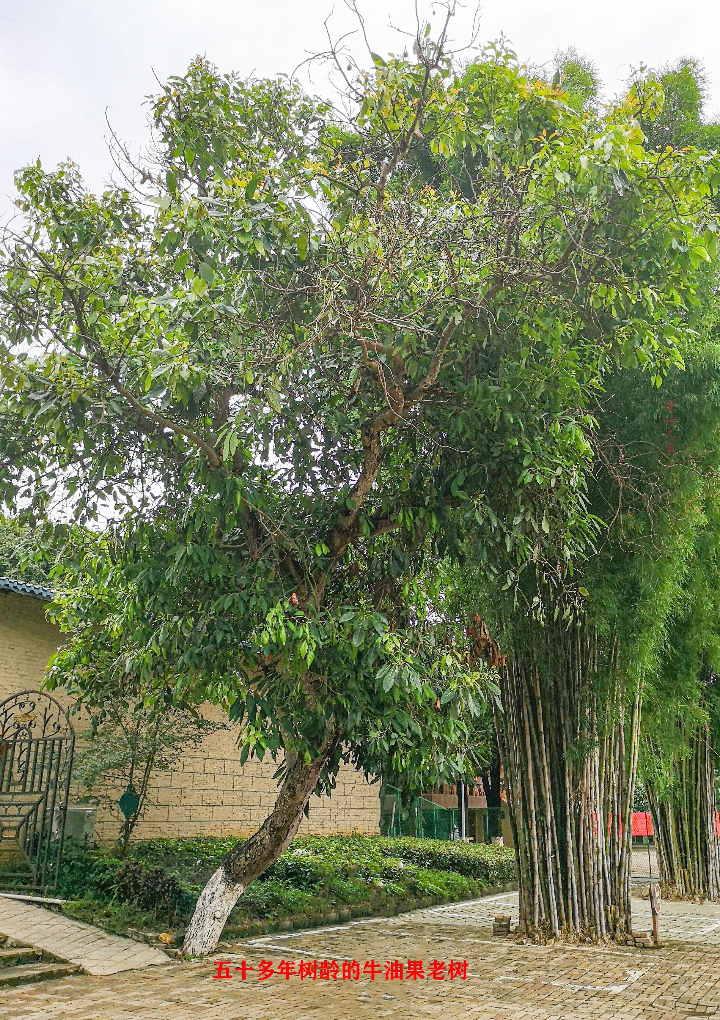 牛油果哈斯还有别的种类么,秘鲁进口哈斯巨无霸牛油果