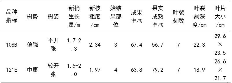 两棵无花果种一起,适宜温带的无花果品种
