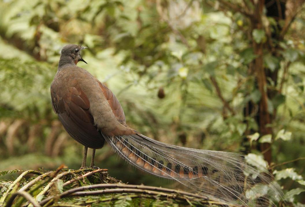 大自然的声音口技大师,自然界的口技大师