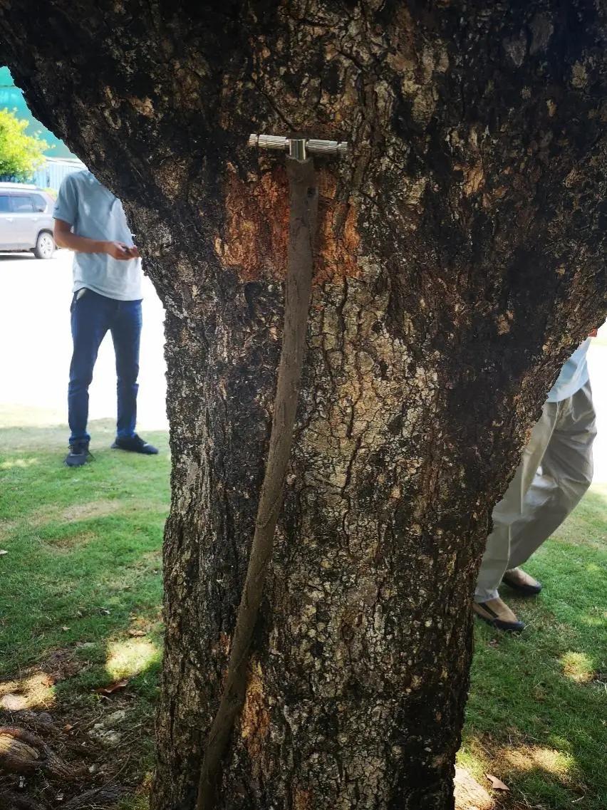 夏天花园蚊子多怎么办,怎么解决花园蚊子多的问题