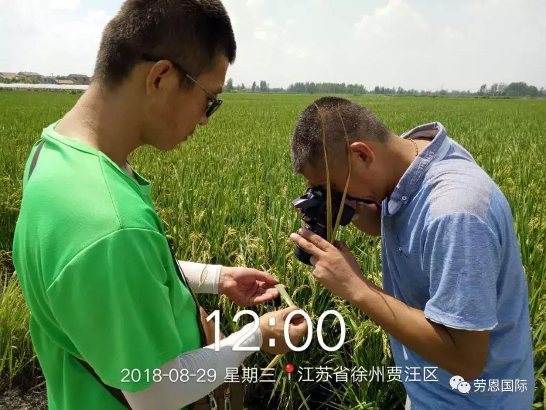 水稻红叶病两个字的特效药,水稻红叶病不用药后果