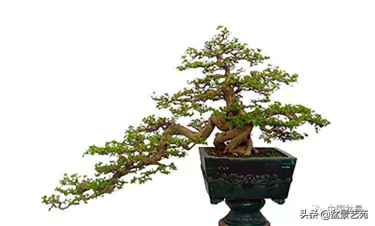 回旋飘枝盆景,带飘枝的室外盆景