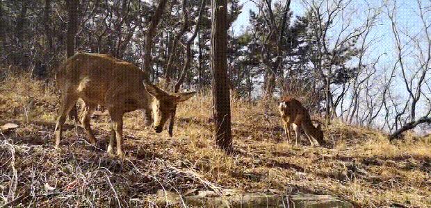 上山途中偶遇迷路野生小鹿,陕西一男子偶遇两只野生小鹿