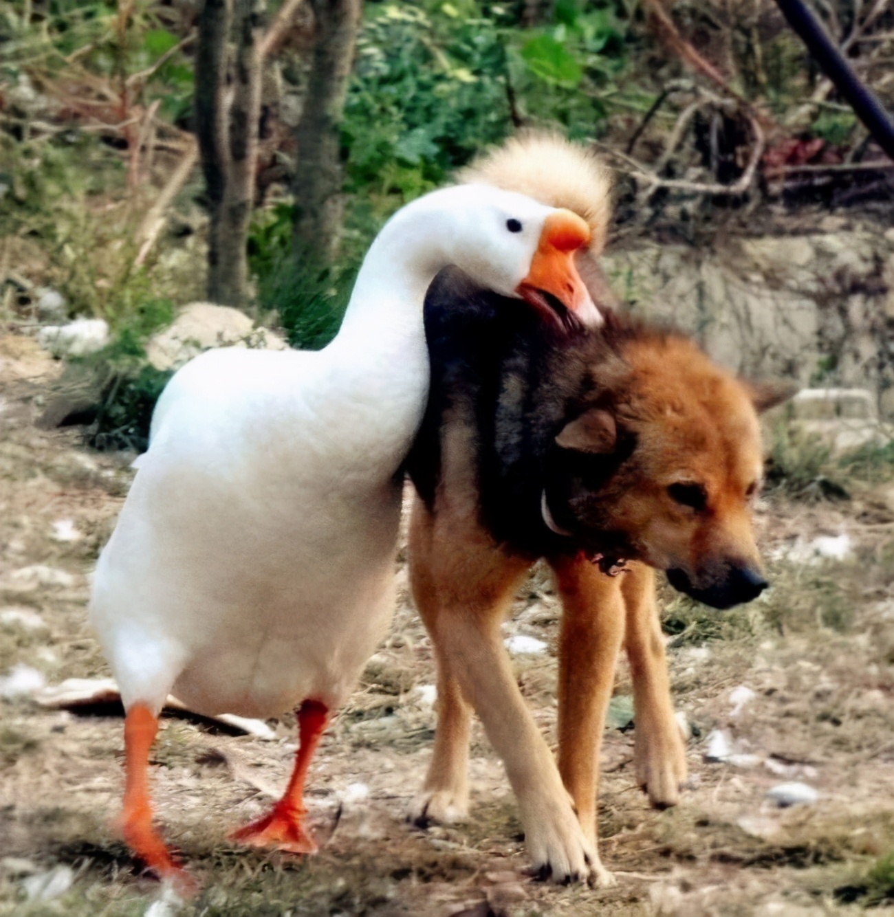 欺负狗，追杀蛇，“街霸”大鹅为什么不怕食肉动物？