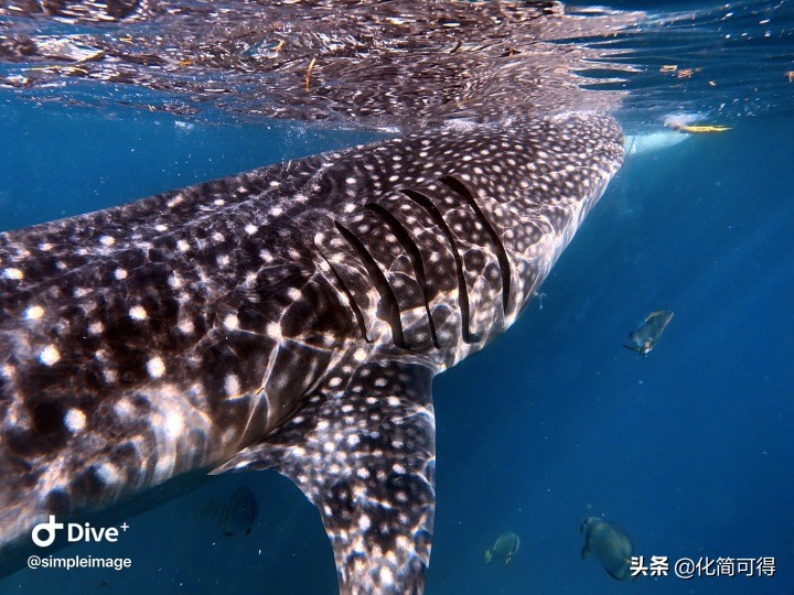 600元玩转澳门三天两夜全攻略,5000块钱玩菲律宾六个海岛