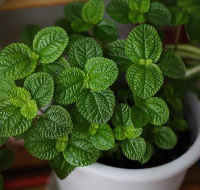 好养的二手烟克星室内植物,什么花吸甲醛吸得多