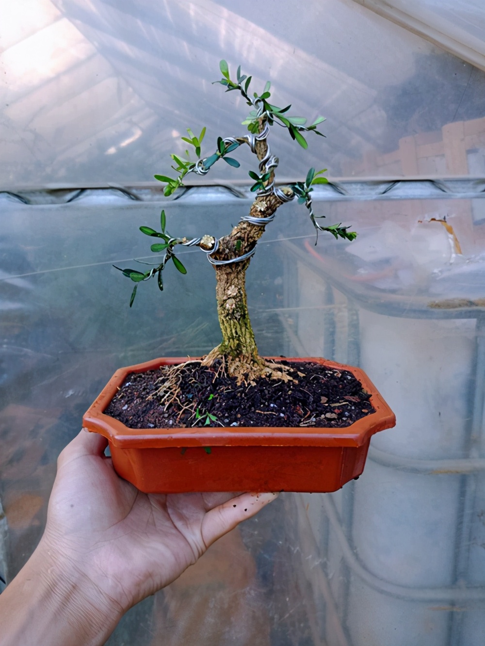 黄杨盆景怎么养才能更旺盛,黄杨盆景值钱吗