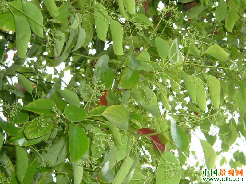 黄樟与樟脑的区别,黄樟跟黄腊樟有区别吗