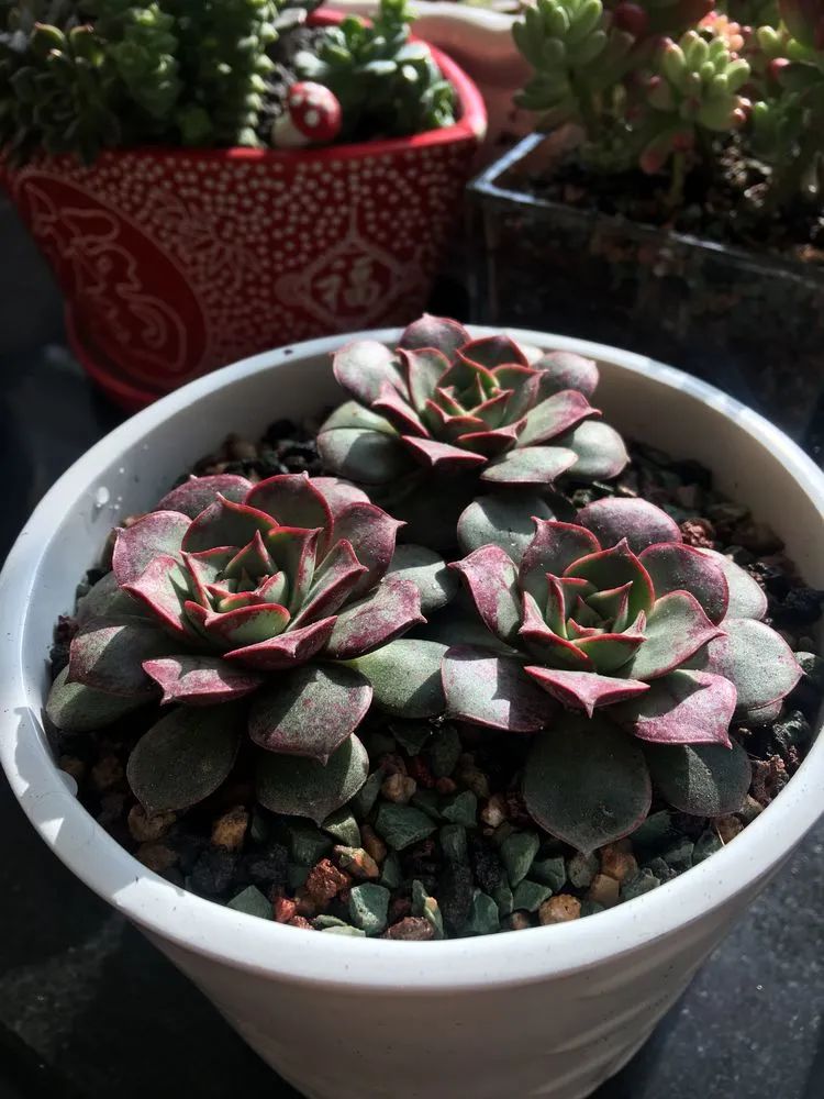 2021牛转乾坤砥砺前行,2021年牛转乾坤时来运转