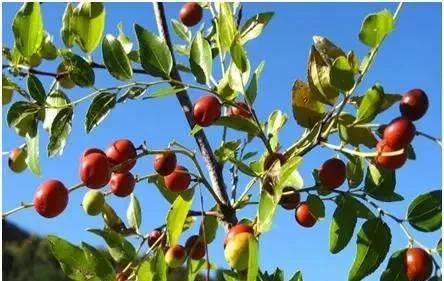 农村随处可见的几种野生中草药,教你认识那些路边的野生中草药