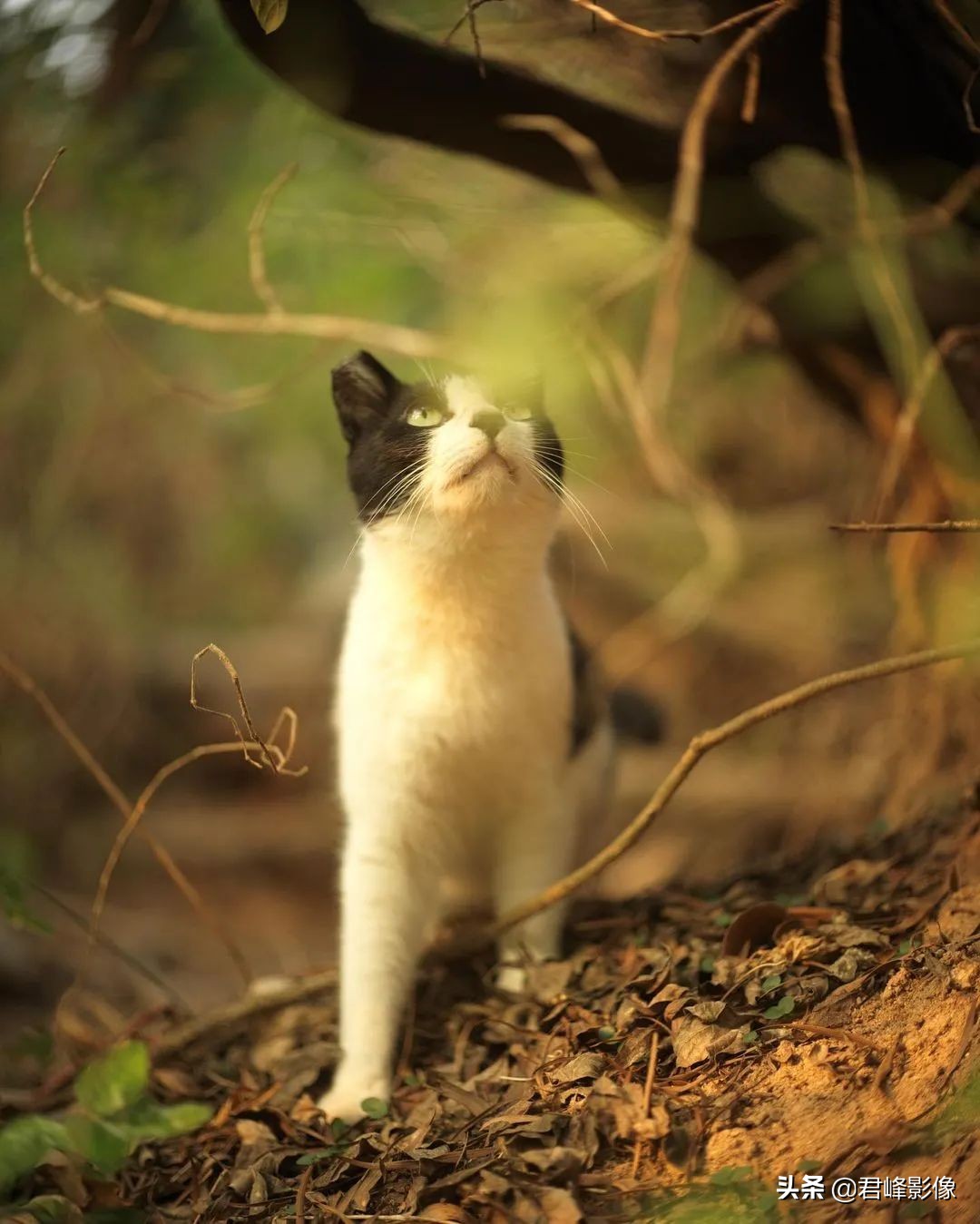 徕卡和哈苏哪个更保值一些,预算够用的话选徕卡还是选哈苏
