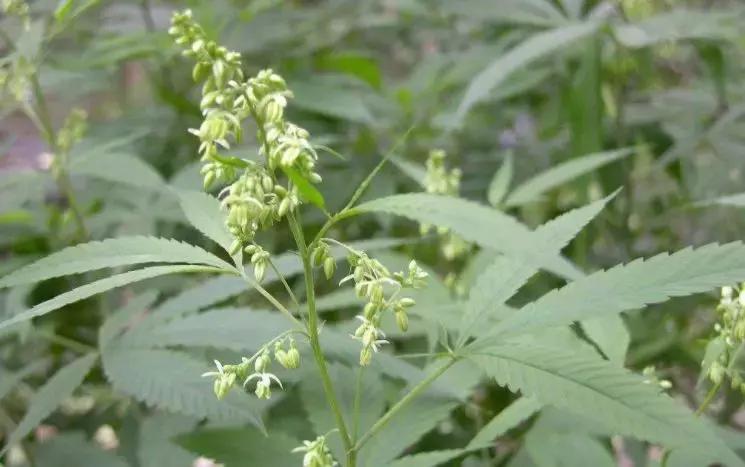 长寿老人吃火麻,巴马人长期吃火麻吗