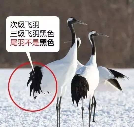 丹顶鹤的忠贞,丹顶鹤浪漫忠贞