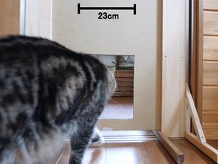 为测量猫咪体积，一网友对自家主子出手了，却完美证明喵是液体的