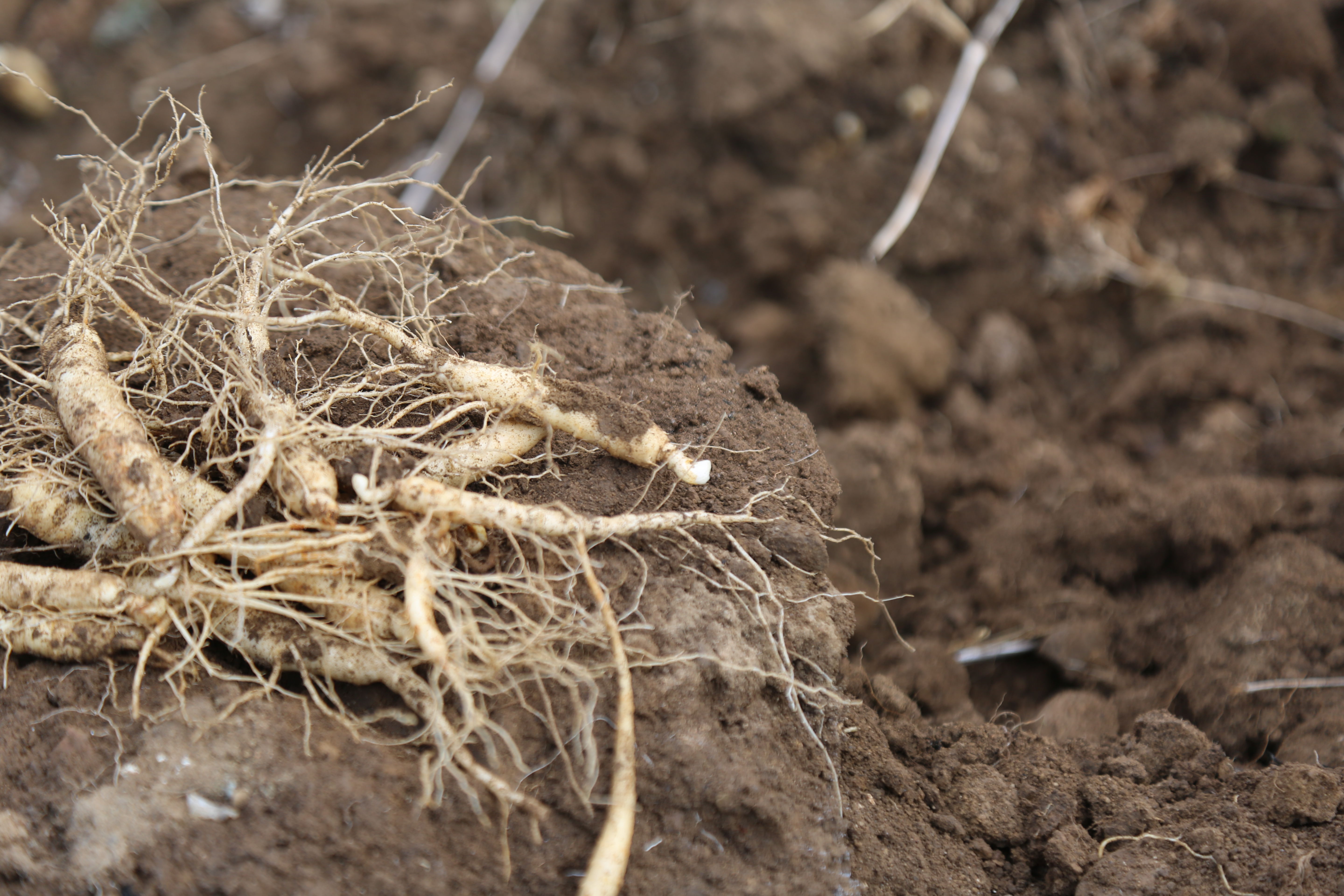 怎么用人参种子种人参,人参须能种出人参吗