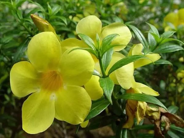 3岁孩子误食了药物属于意外吗,小孩误食绿植肥料怎么办