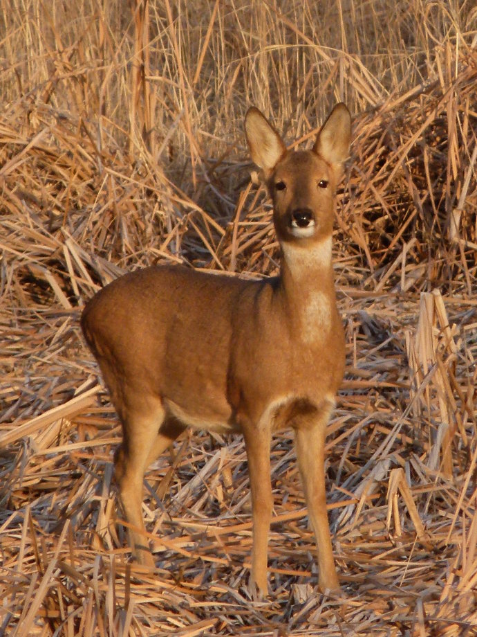 爷爷当年是个猎户，下的一手好套子，有地套有跳套，专套野鸡兔子