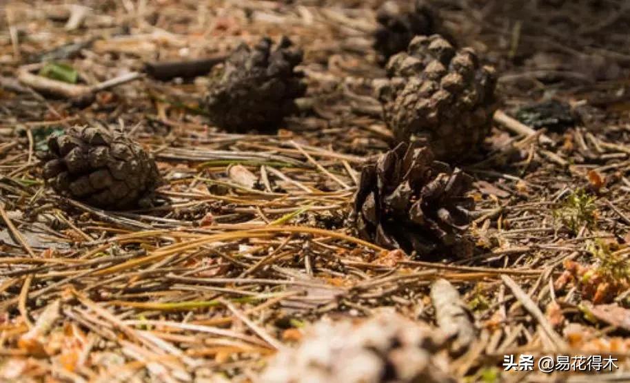 花卉栽培｜蛇木、泥炭、椰糠、松针，这些纤维类植料有什么优点？