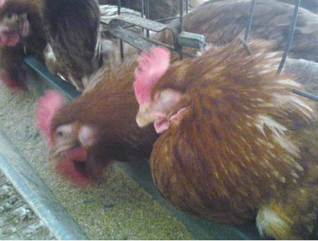 呼吸道一直不好怎么办,呼吸道容易不舒服如何调养