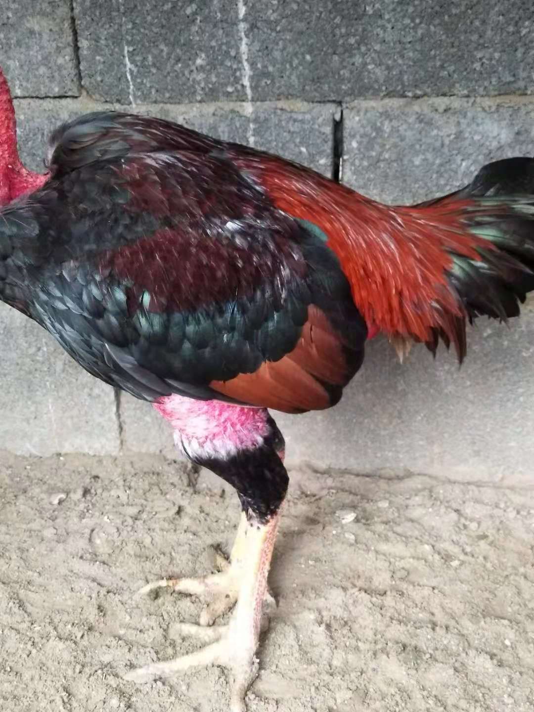 嫩鸡的配方,嫩鸡的正确吃法