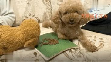 泰迪狗狗护食的正确教育方法,狗狗护食咬人行为纠正方法