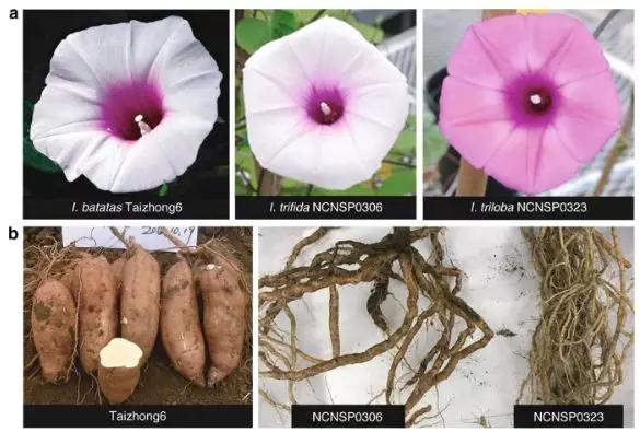 有的人吃了无数个烤地瓜，却不知道没有蕃薯的中国有多难