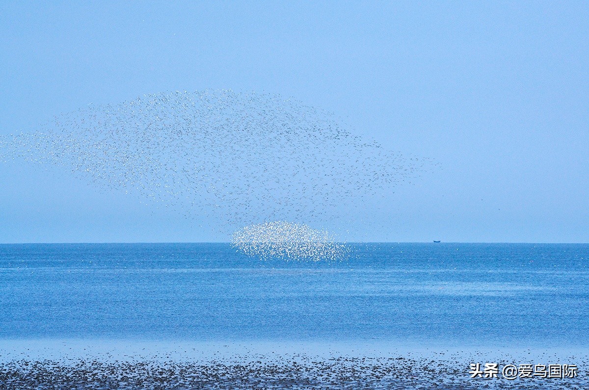 鸟类欣赏,鸟类观鸟图片