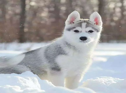 打油诗来历简短,什么是打油诗为什么叫打油诗