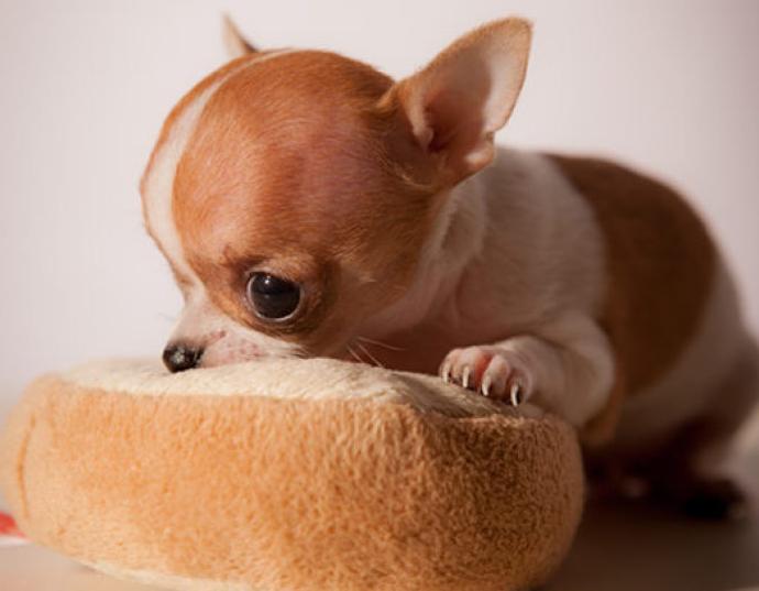 超可爱的8种狗看到都让人心动,最可爱的十种狗