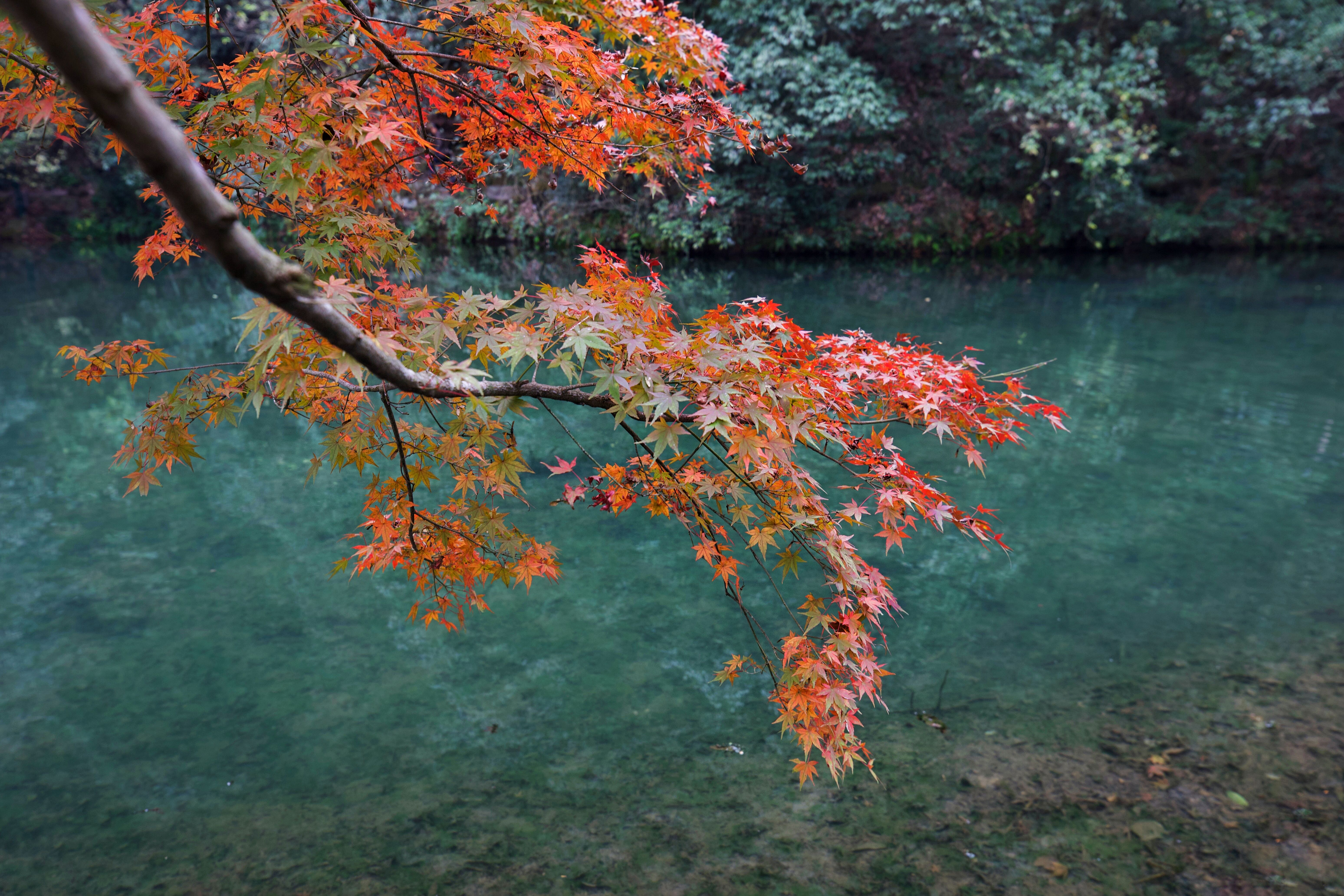 杭州九溪十八涧环境,杭州九溪十八涧四五月有什么风景