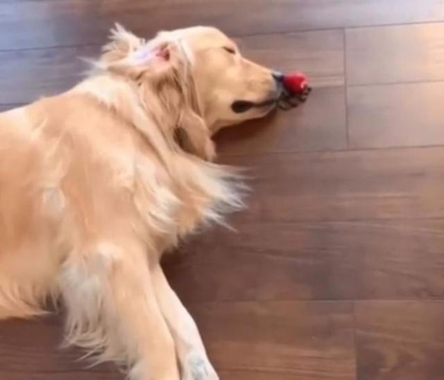 金毛宝宝长大后的样子,金毛宝宝能有多聪明