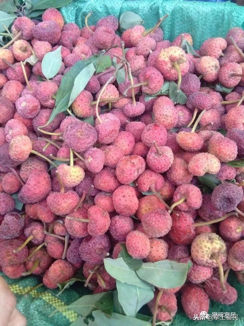 家乡是我们成长的沃土,家乡是生养我们的地方