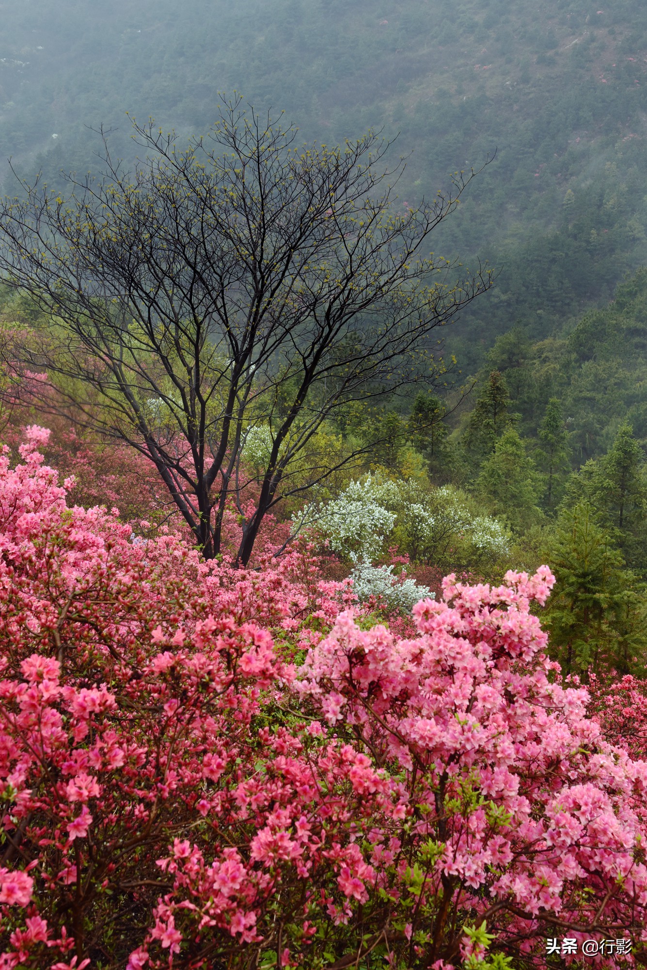 武汉云雾山风景区有什么好玩的,武汉云雾山游玩攻略
