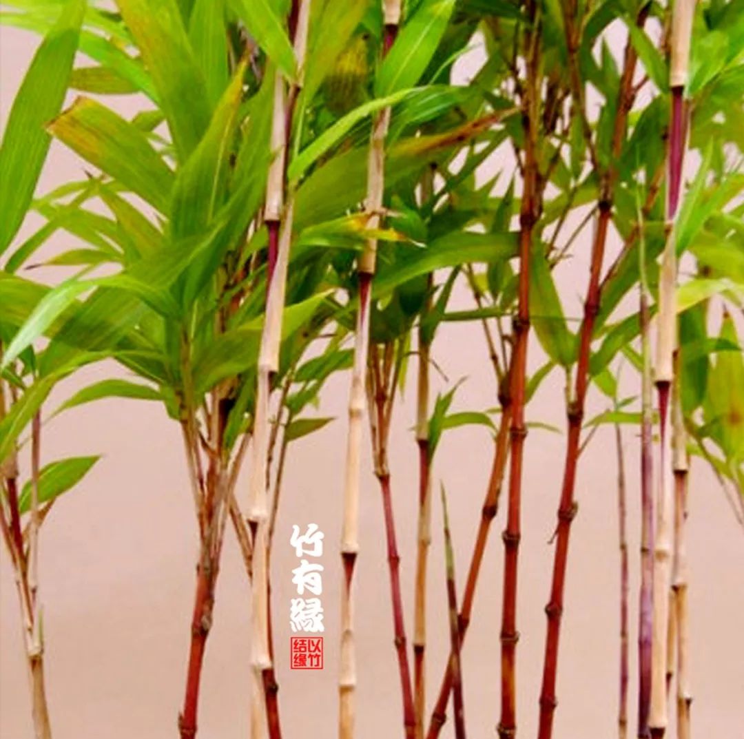 这红竹子美的——简直让人不敢相信是真的！