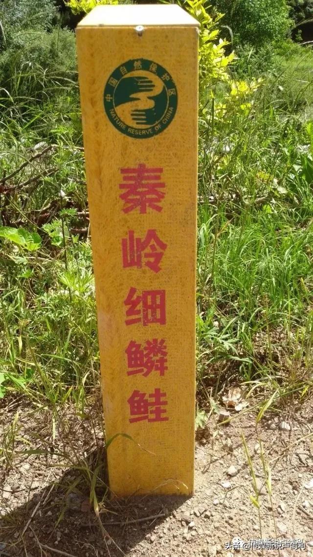 秦岭细鳞鲑科普,秦岭细鳞鲑百科介绍