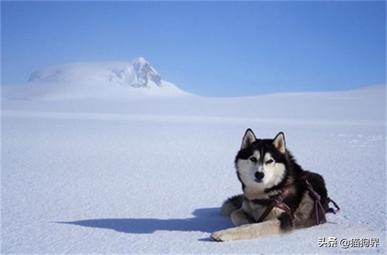 哈士奇狗有什么优良的特征,哈士奇宠物大明星