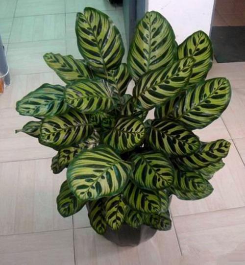 卫生间养这3种花轻松帮你除异味,适合放厕所吸异味的花草