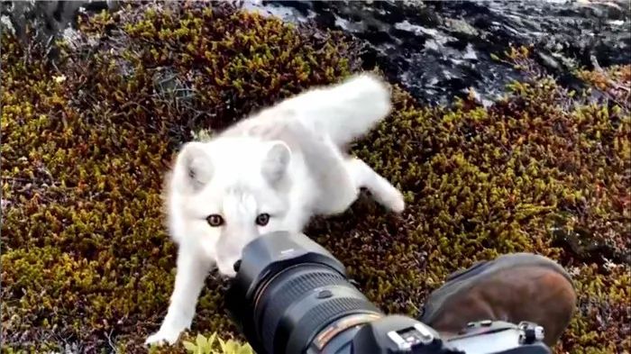 摄影师路遇觅食中的狐狸,摄影师拍到一只可爱的北极狐