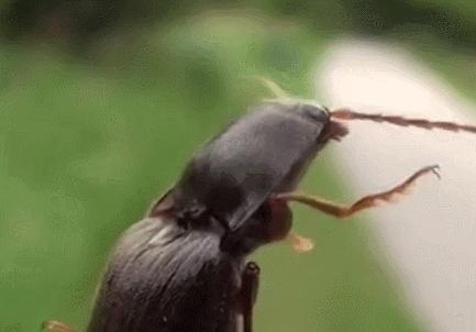 各种神兽小时候的样子,小时候捏过七星瓢虫么