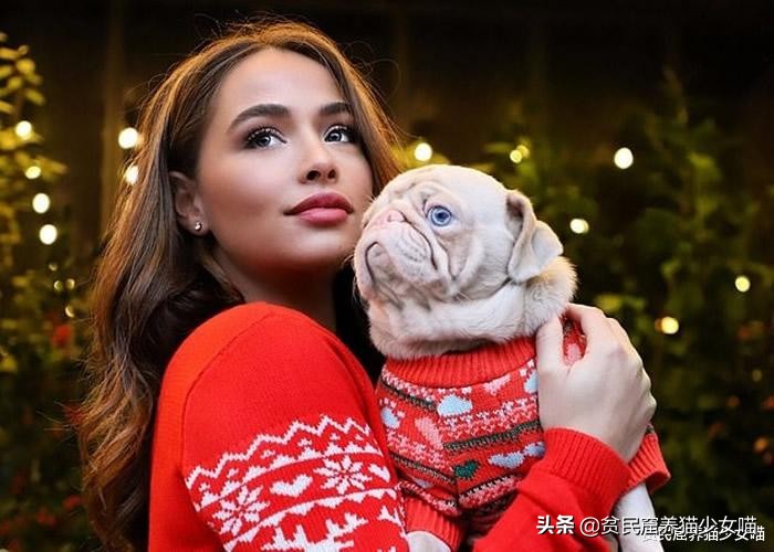 巴哥犬是世界上第几聪明的狗,纯白色的巴哥犬为什么那么少见