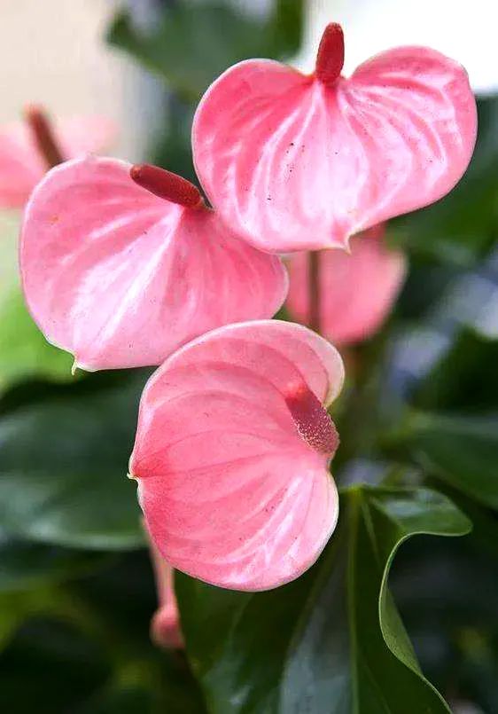 红掌花姿奇特美妍，花苞似佛焰，叶片翠绿欲滴，最佳室内盆栽