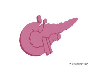 食物变成便便的过程是什么过程,食物变成大便的全过程