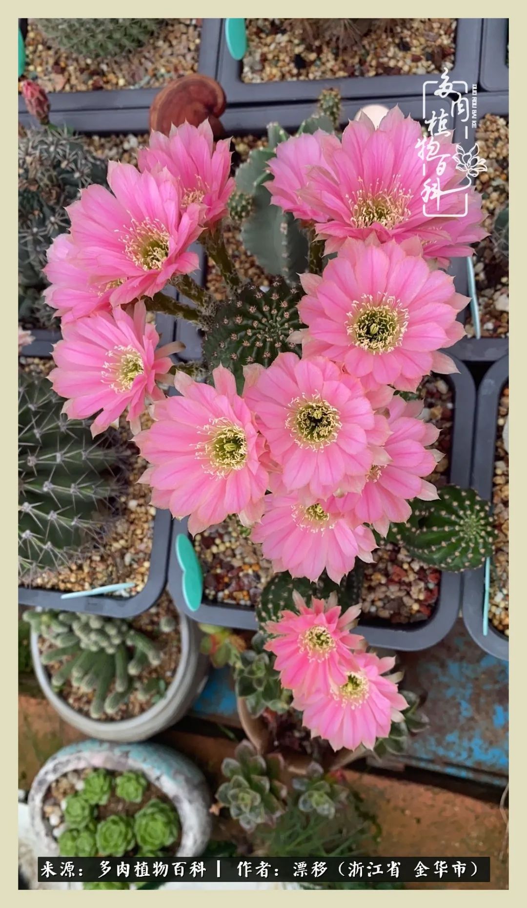 仙人球开花并散发着香味,仙人球花盛开吐露芬芳