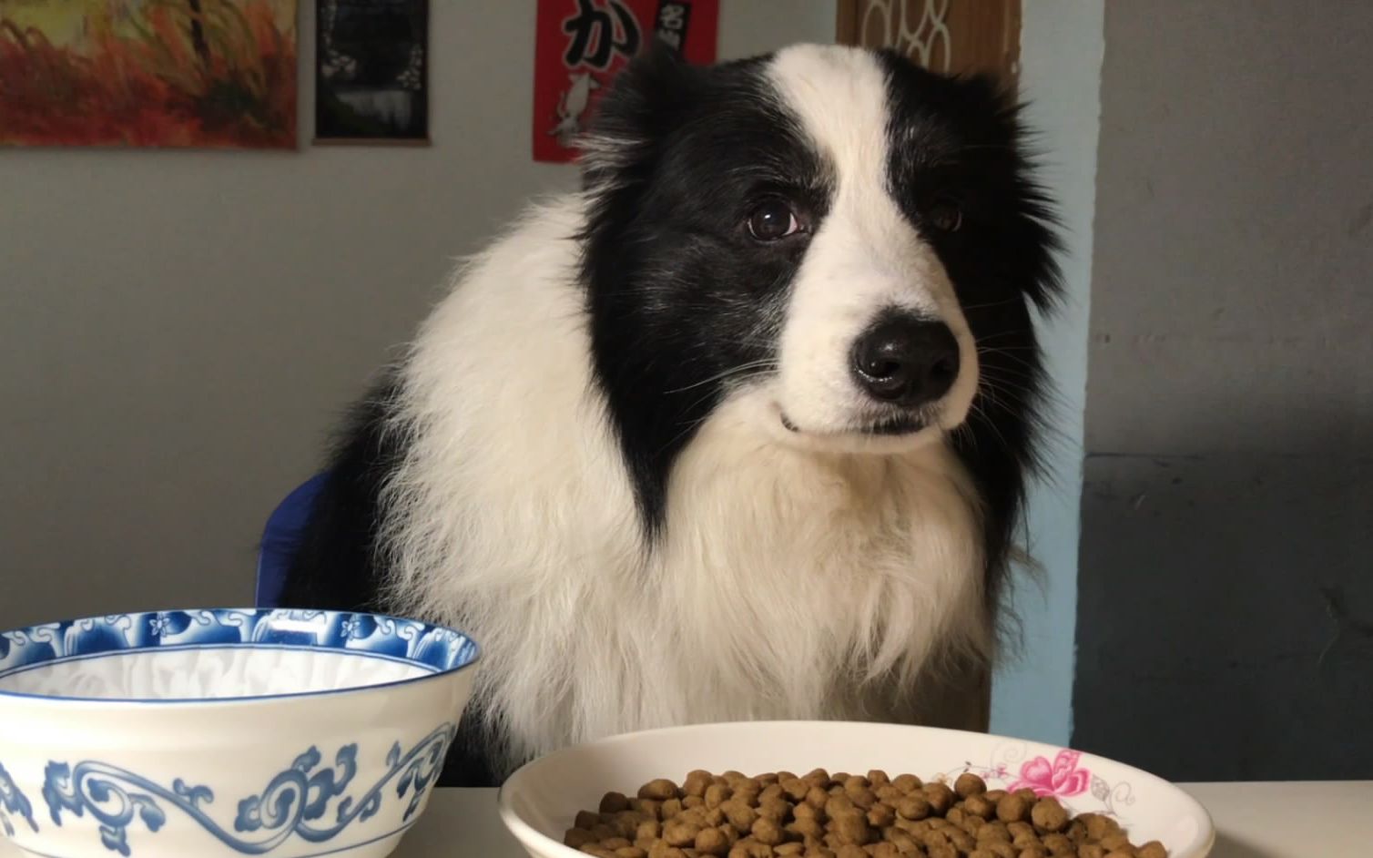 第一次养狗边境牧羊犬,为何很多人不敢养边境牧羊犬