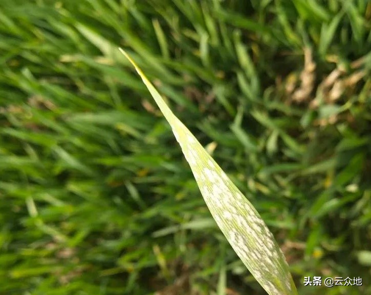 小麦黄粉病的防治方法,小麦土传白化病防治药