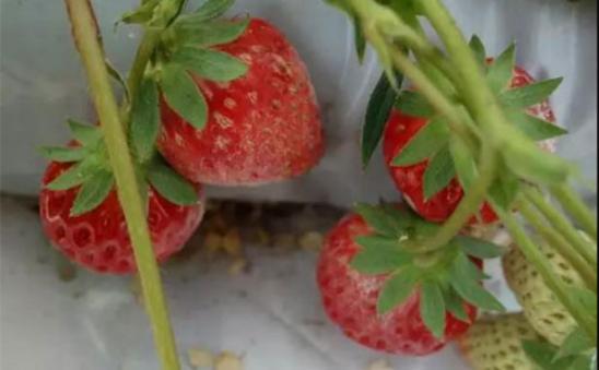 种植草莓浆果上有一层*粉白**病的发生过程及防治方案