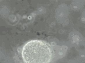 「漫画图解」精子先生“过三关斩六将”的求爱之旅