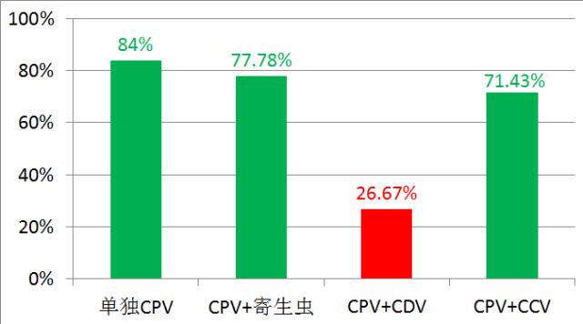 两组数据对比筛查,犬瘟检测两次结果不一样
