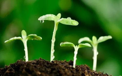 美丽的春天来了万物复苏,美丽的春天来了在山坡看到了什么